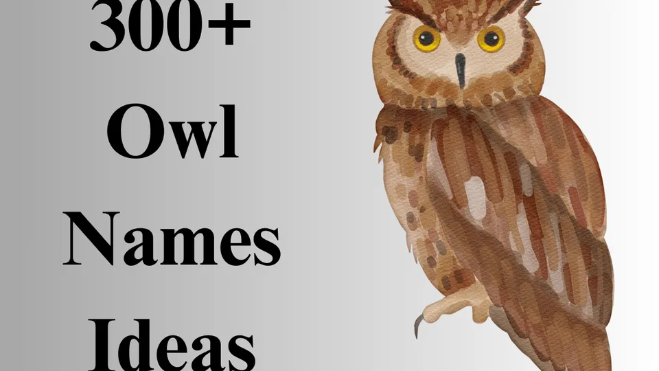 300+ Cute And Catchy Owl Names With Generator