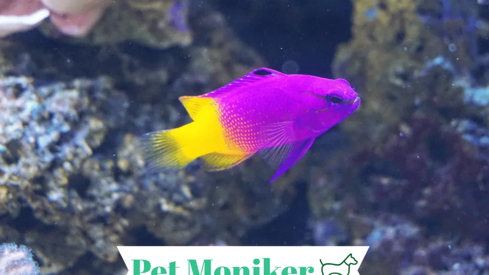 300+ Cute And Catchy Purple Fish Names With Name Generator