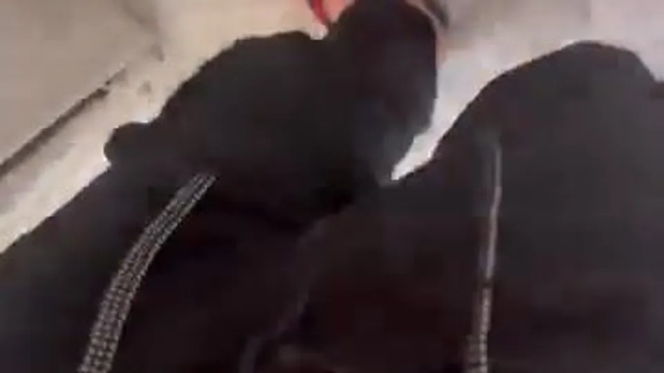 Abigail Latino cockpiss