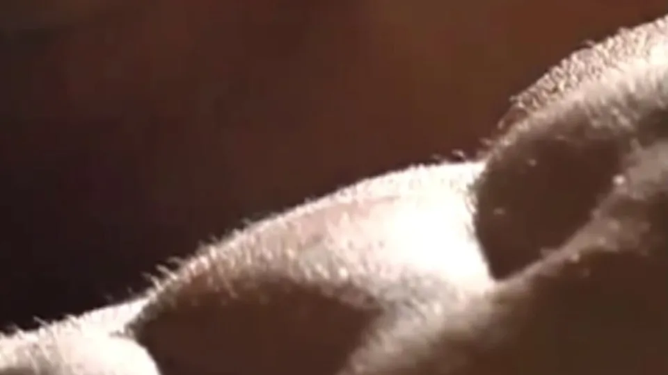 Abs Licking Compilation