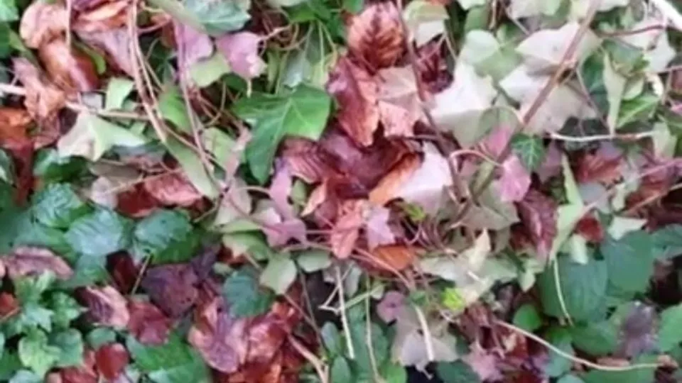 Risky Public Masturbation