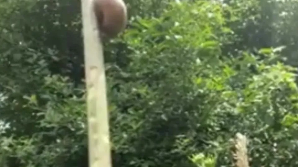 Waz's Unexpected Horniness