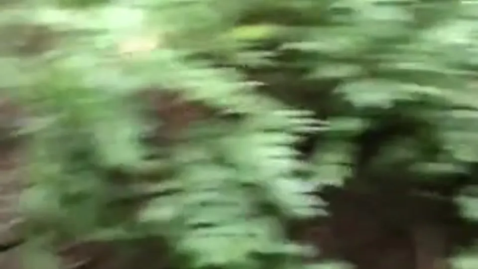 Public Bareback Fucking and Breeding