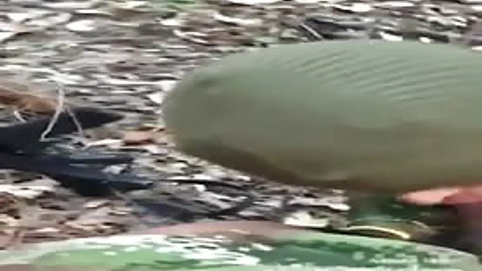 blowjob hidden from a soldier