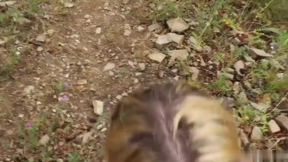 Britni Kitten Teases with Outdoor Woodlands Fuck Video