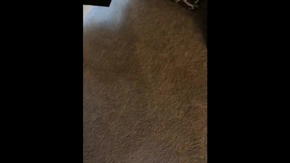 Does the carpet match the drapes?