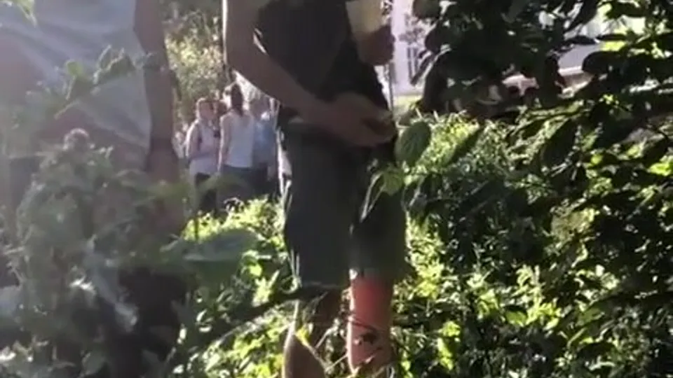 Festival Pee - ThisVid.com