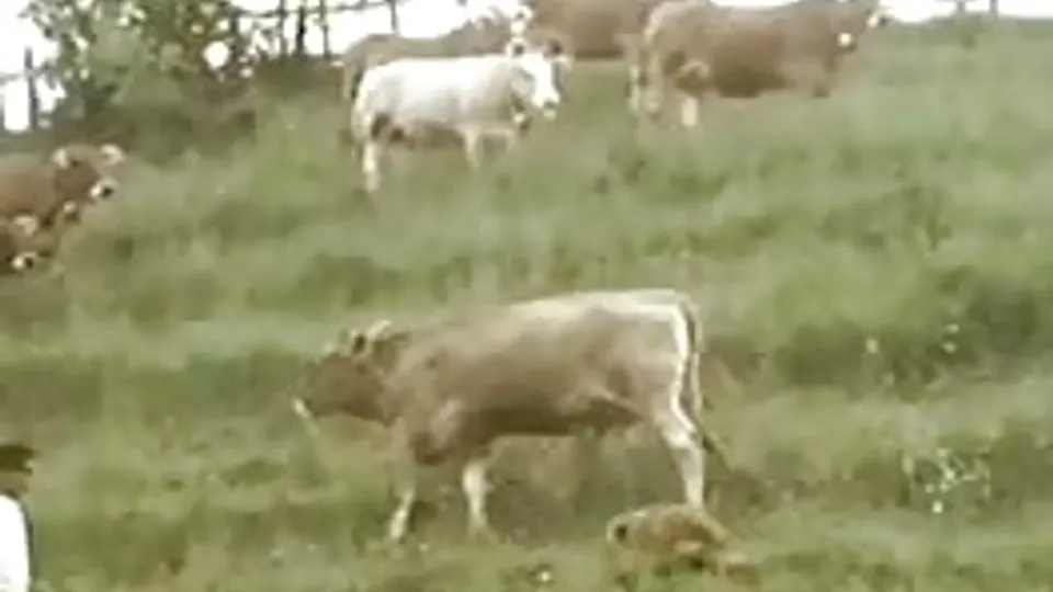 French farm boys