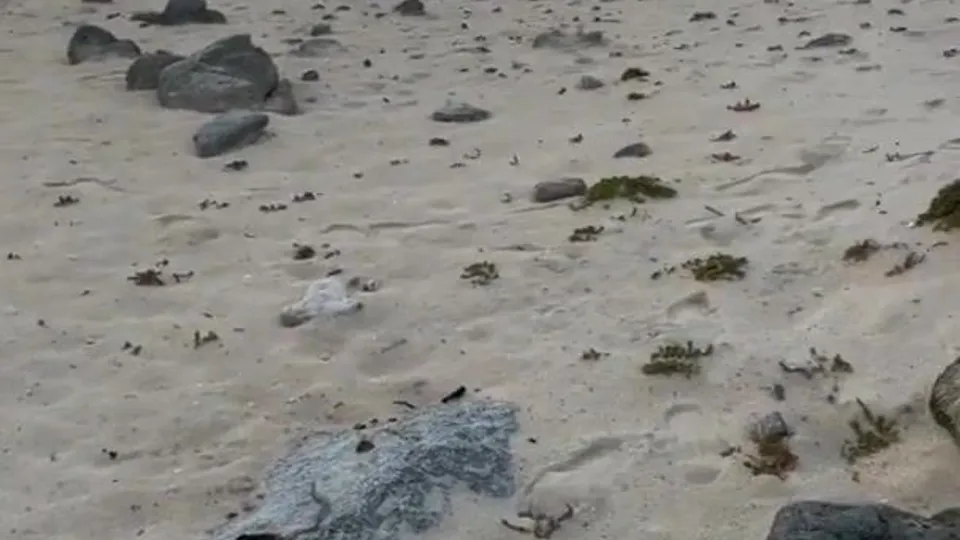 Getting my Cock Sucked at the Beach by a Cute Twink while People are Walking Nearby - Risky!