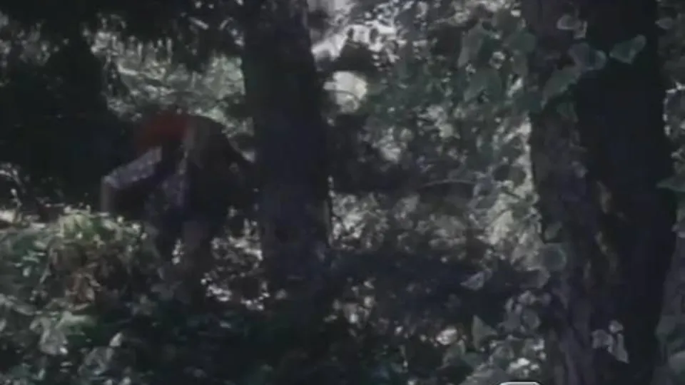 Guy plays with his cock underneath a tree
