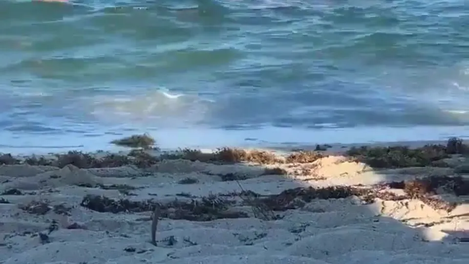 GUYS WALKING ON NUDE BEACH - ThisVid.com