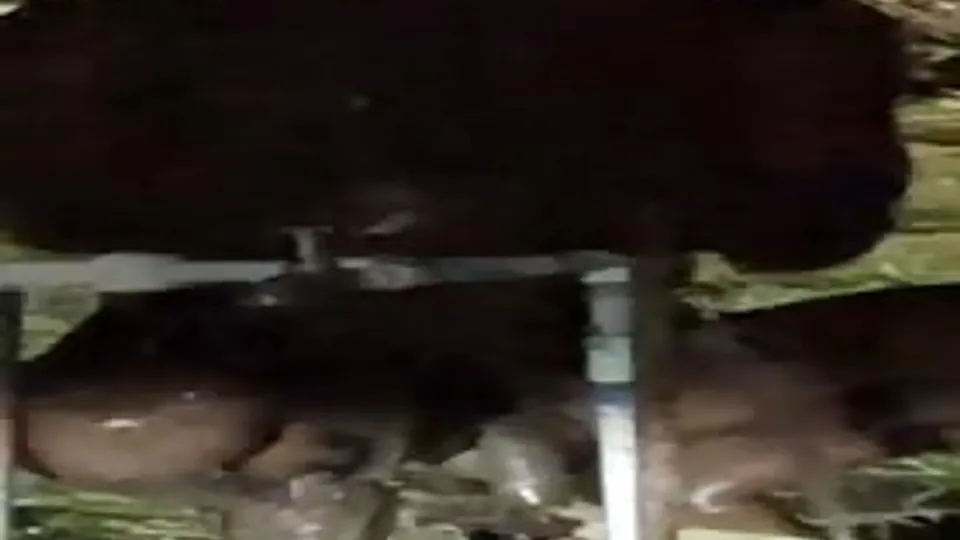 Homless guy masturbated and shower in a park