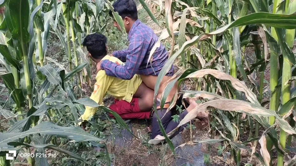 Indian Desi Movies A Laborer Working In A Corn Field Fucked His Partners Ass Hindi Voice