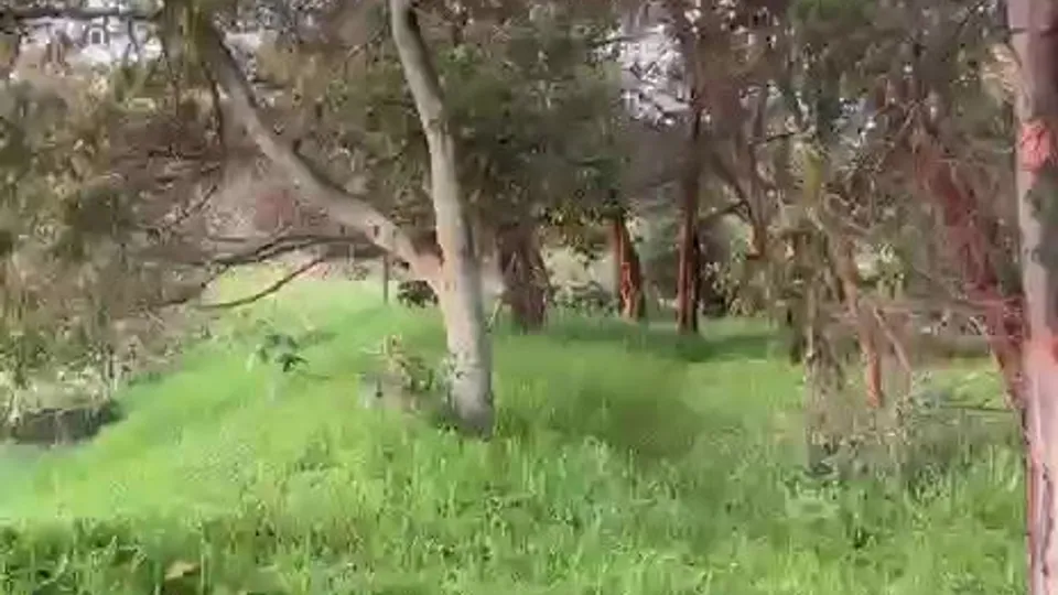 Jhon fucks his friend in the woods until caught