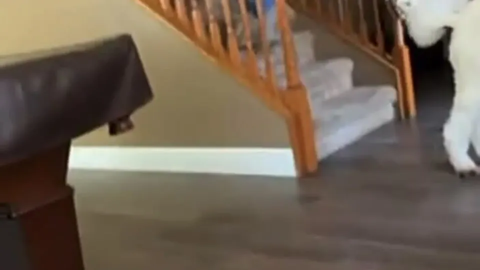 Living room flash - ThisVid.com