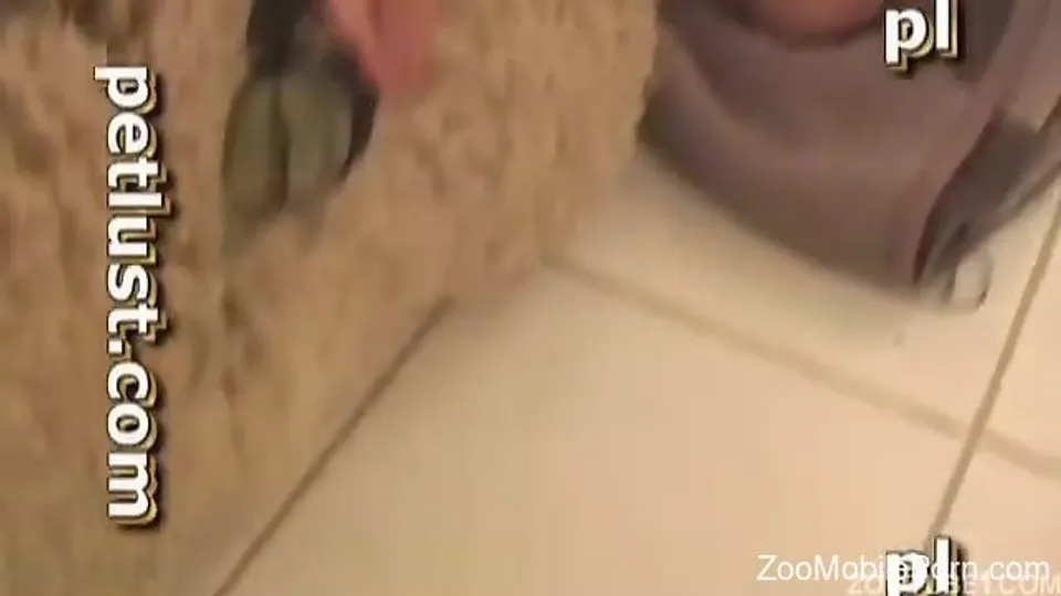 Man aims to hump the sheep and fill its fur with sperm
