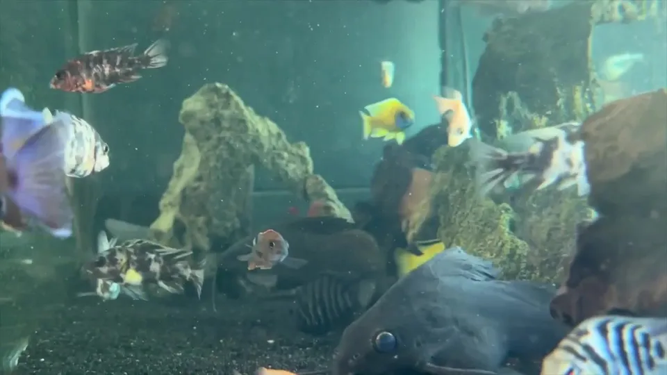 Gage Miller & LilDrew: Bareback Action