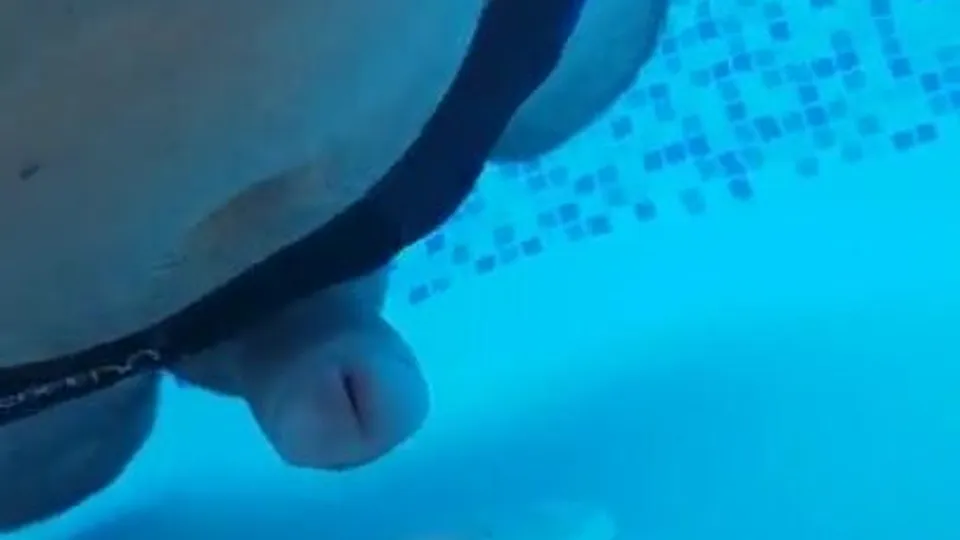 Public cum in public pool - ThisVid.com