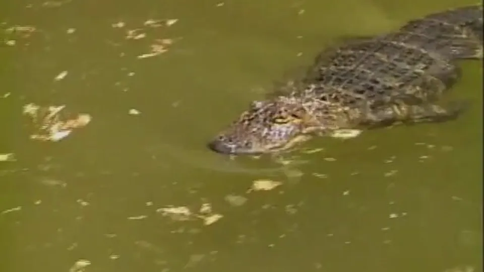SCORE 10 CLASSIC ALLIGATOR CLASSIC PORN