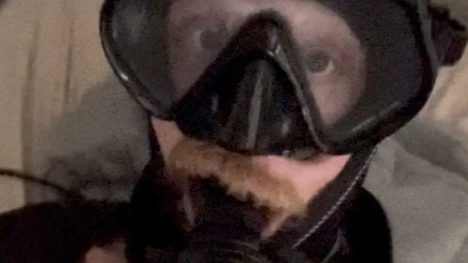 Scuba Otter Cums in Gear