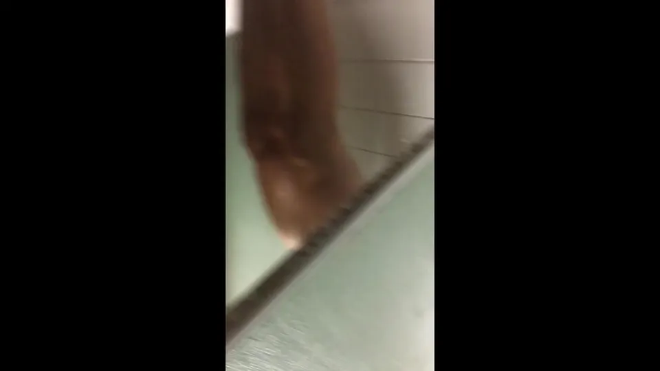 Shower Wanker Caught