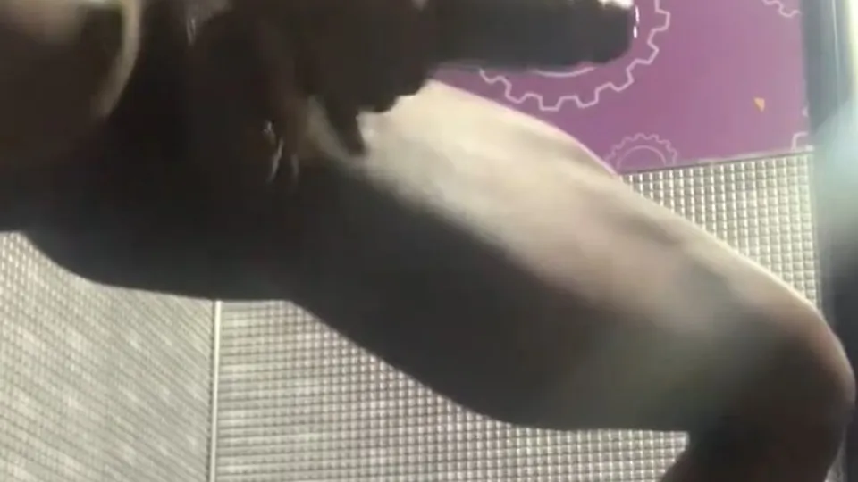 체육관 스트로커