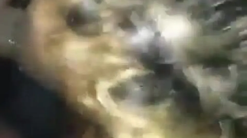 Buddy Jerk and Blowjob