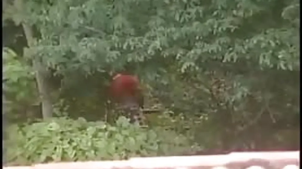 They find a huge anaconda in Brazil