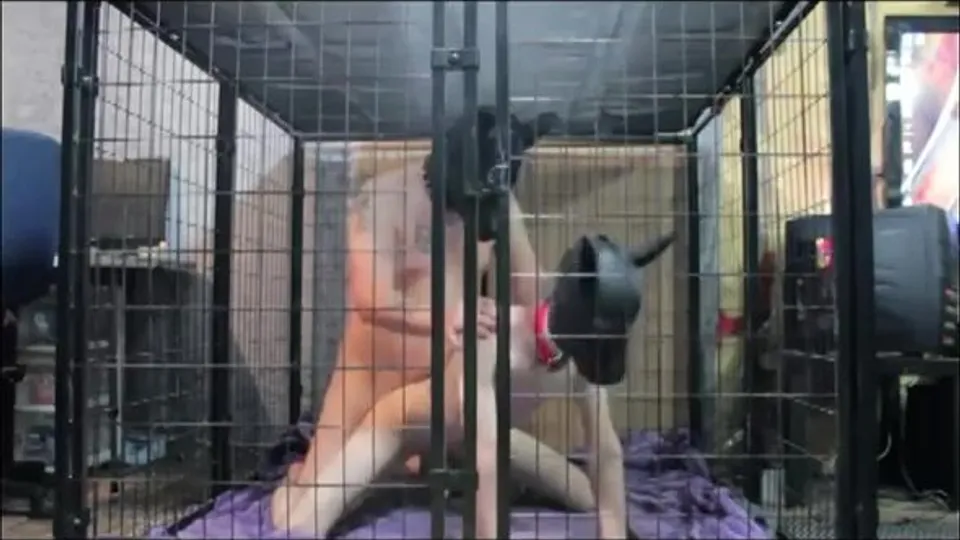 Two dogs playing with each other in one kennel - ThisVid.com