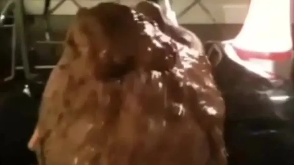 Very sloppy feeding - ThisVid.com