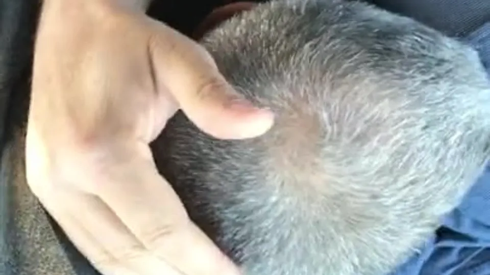 Very verbal married cowboy bj in car - ThisVid.com